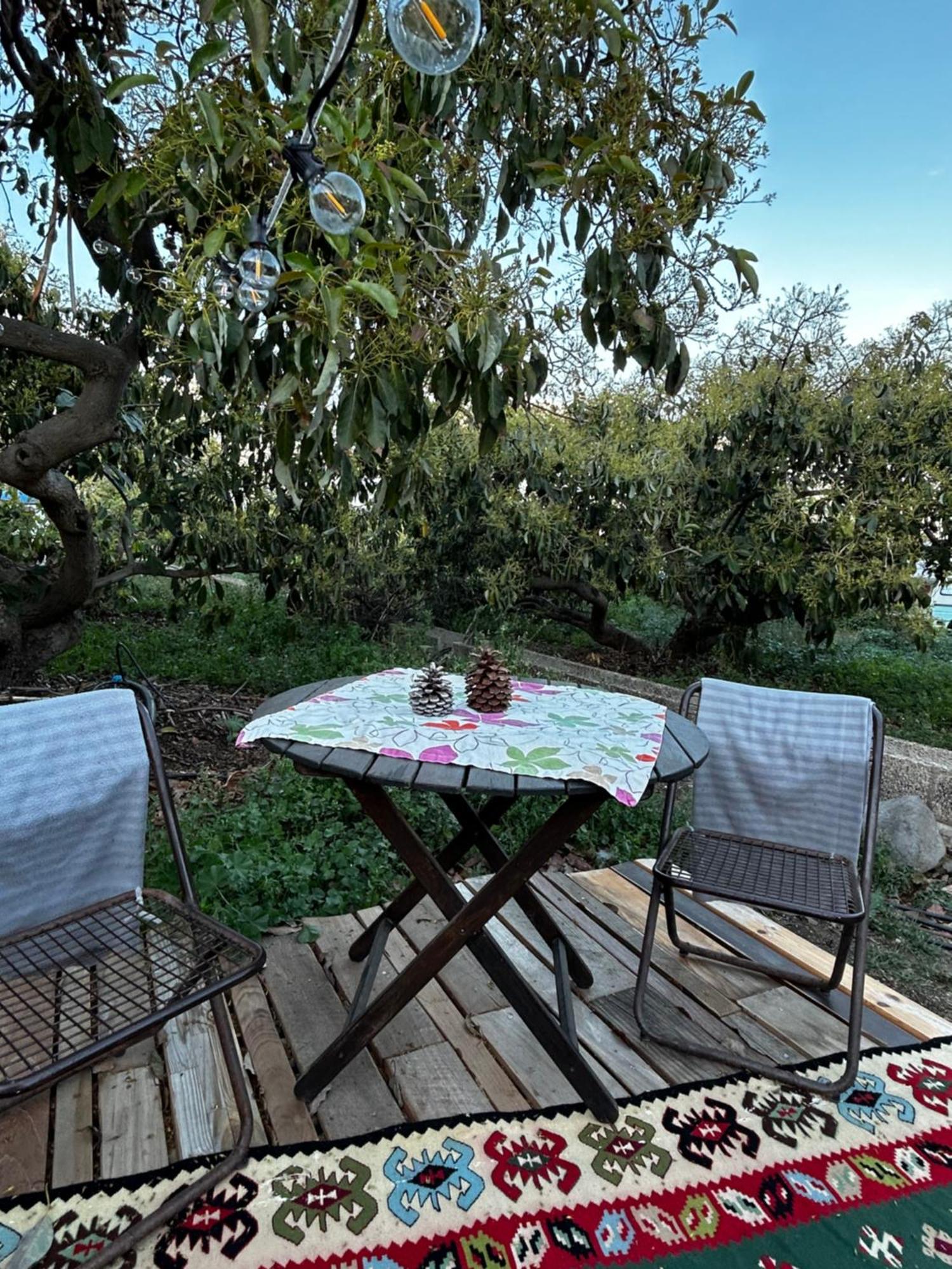 Yurt In Avocado Garden Hotell Güimar Eksteriør bilde